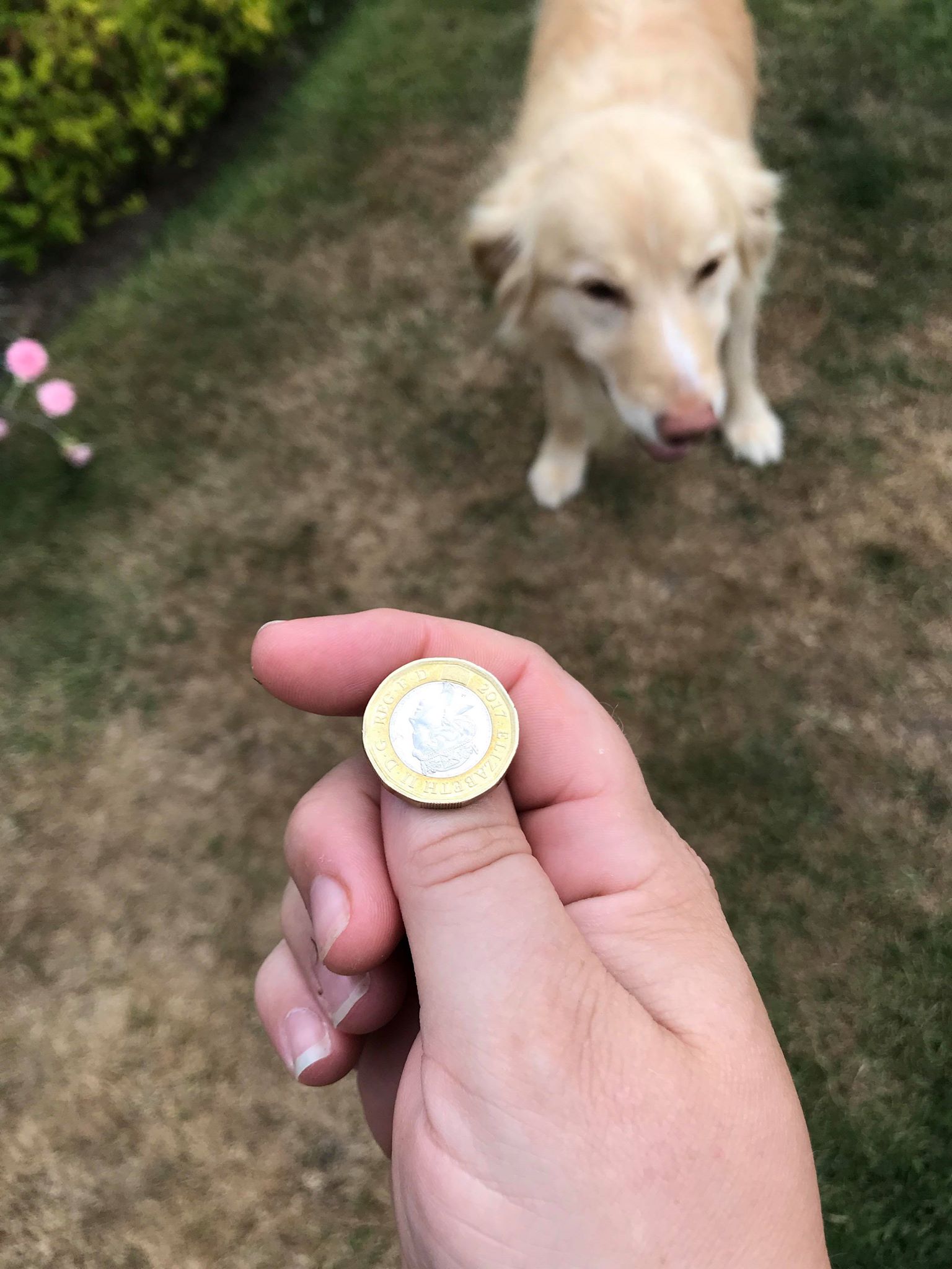 coin toss Stevie.jpg