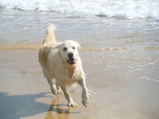 holly on a beach