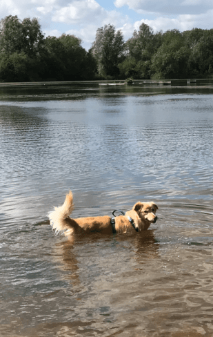 Stevie in the lake