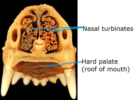 Dog skull cross section