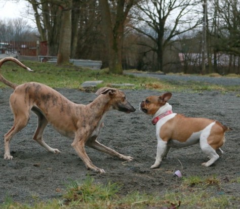 Two very different dogs