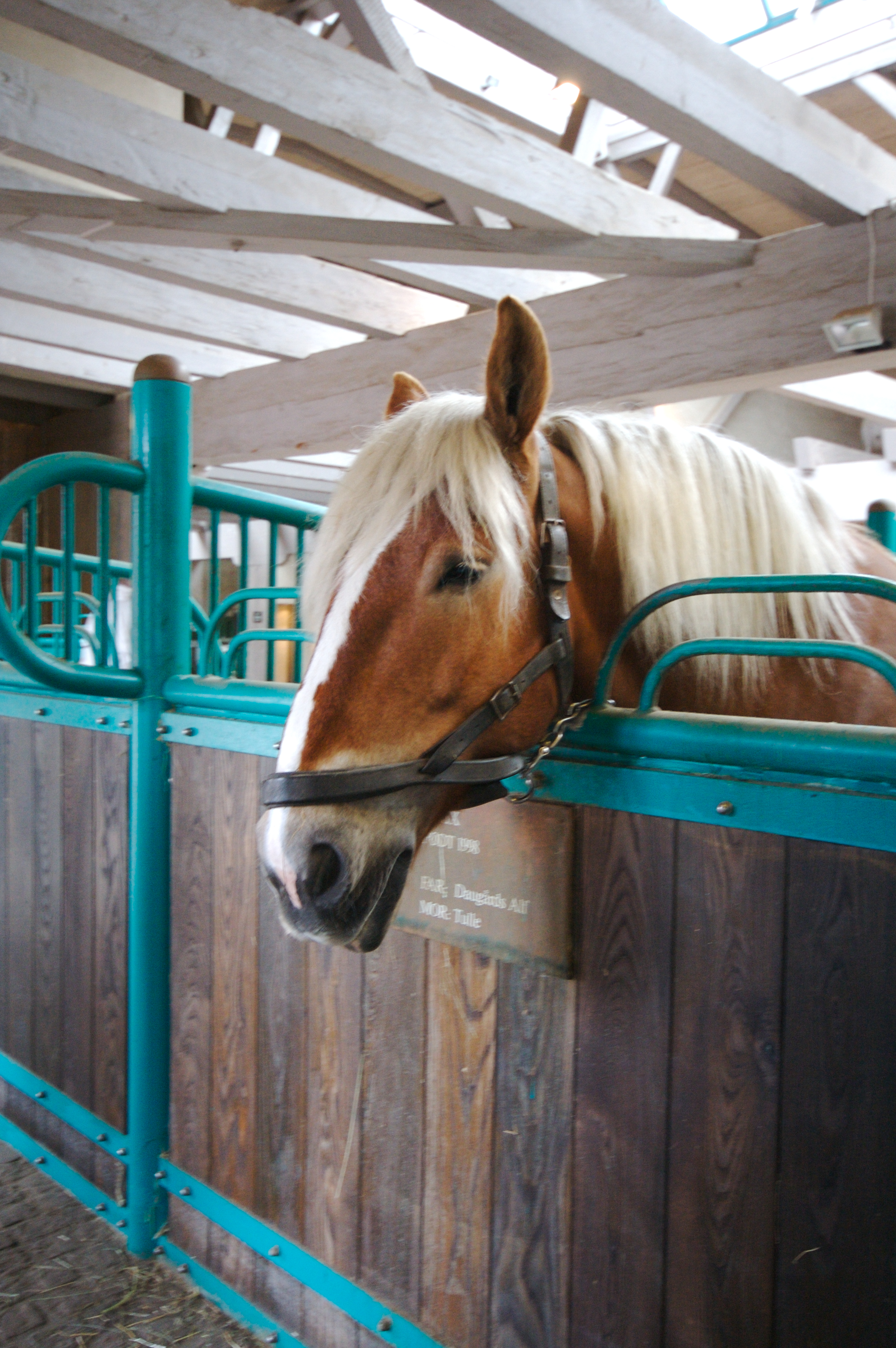 stabled horse