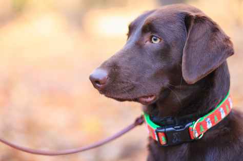 choc lab in collar