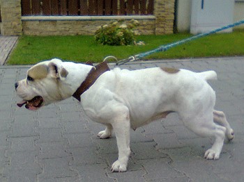 Sport_bulldog (2)