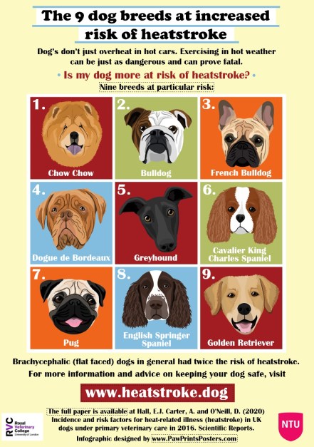 Hot Dogs – heatstroke education for dog owners | Sharing our research ...