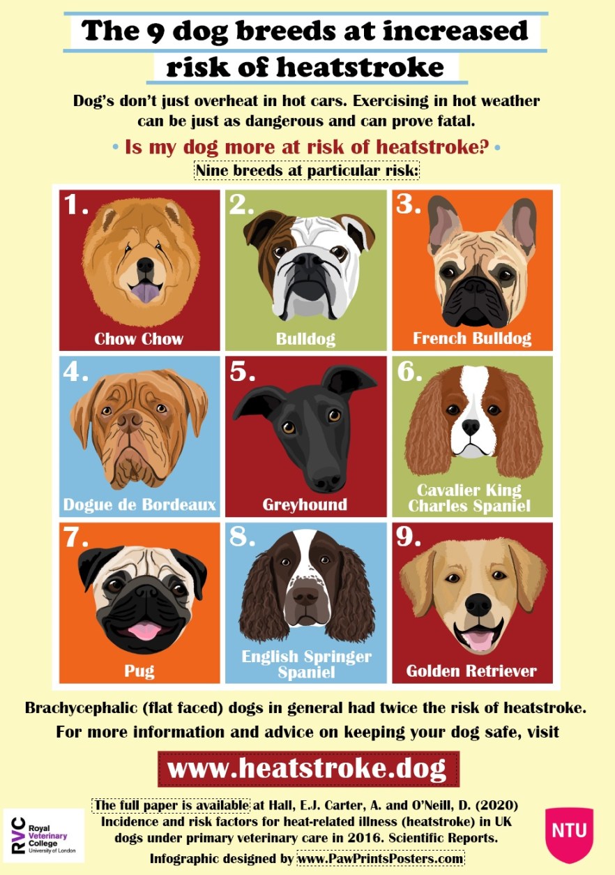 View of Hot Dogs – heatstroke education for dog owners | Sharing our research ...