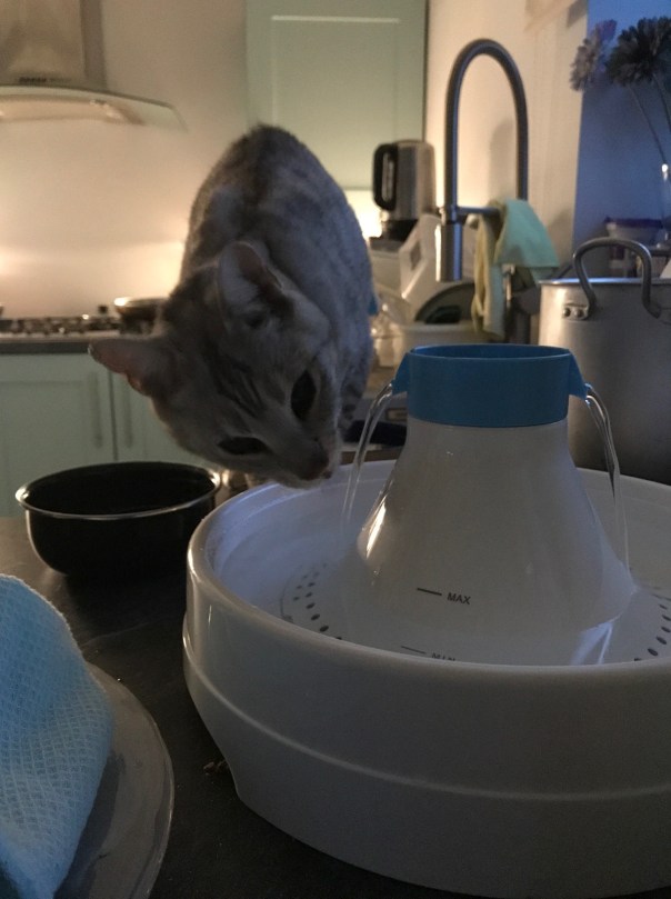 Cat drinking from a water fountain