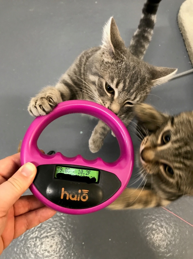 Microchip temperature readings from kittens