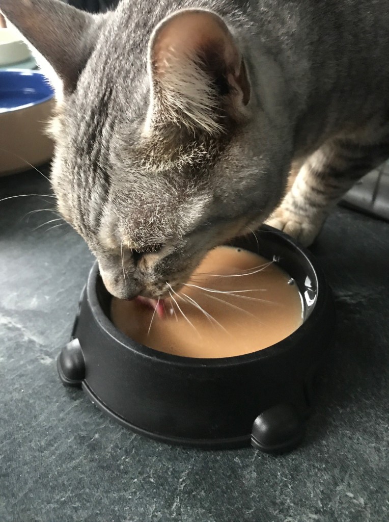 Cat drinking a liquid food from a bowl