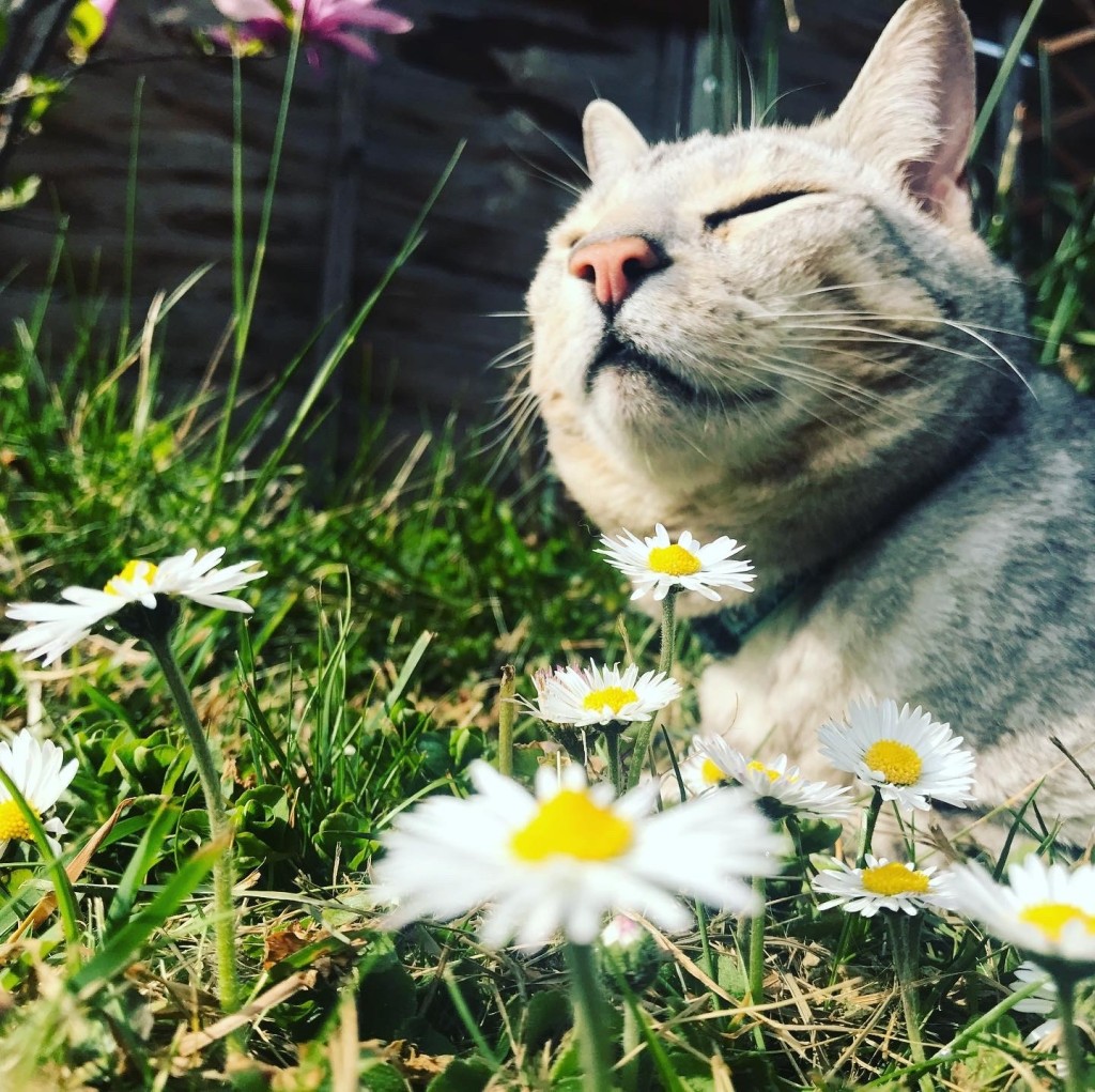 Cat sitting in daisies