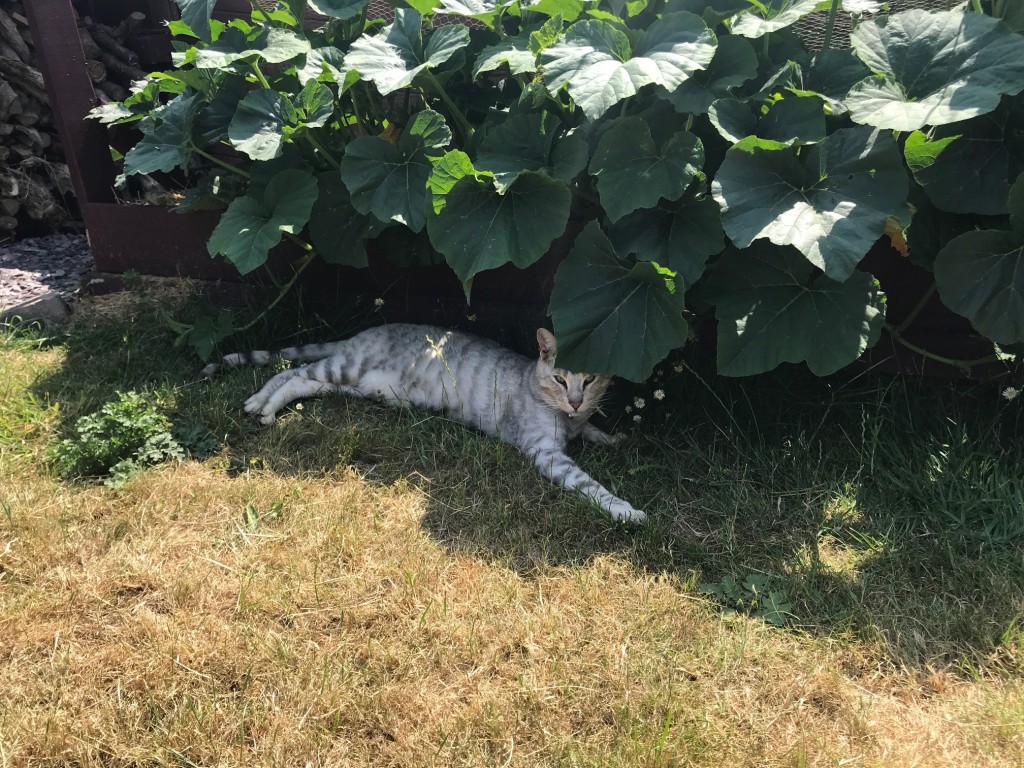 Cat lying in the shade of plants