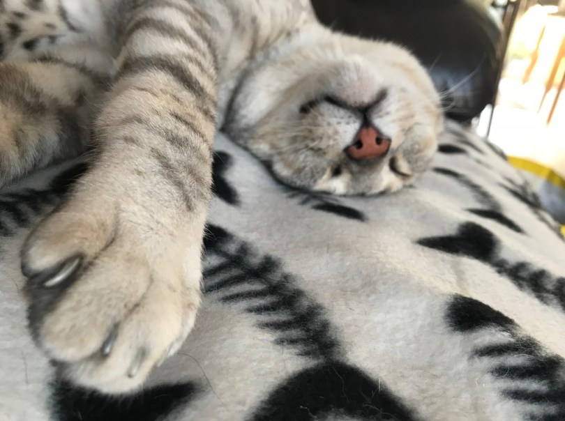 A cat sleeping on his back