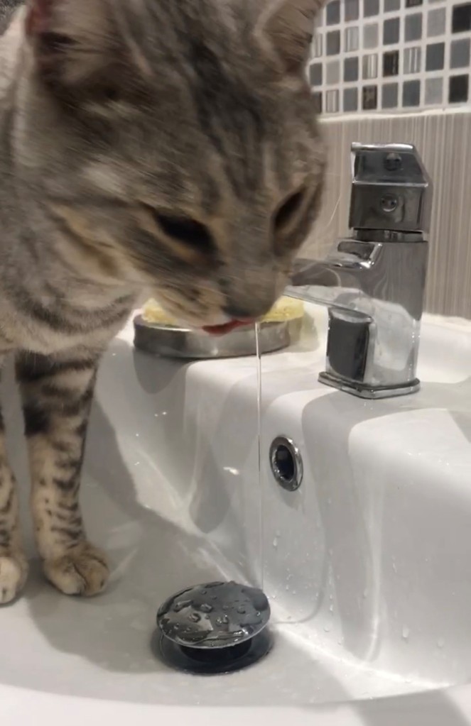 Cat drinking from a tap